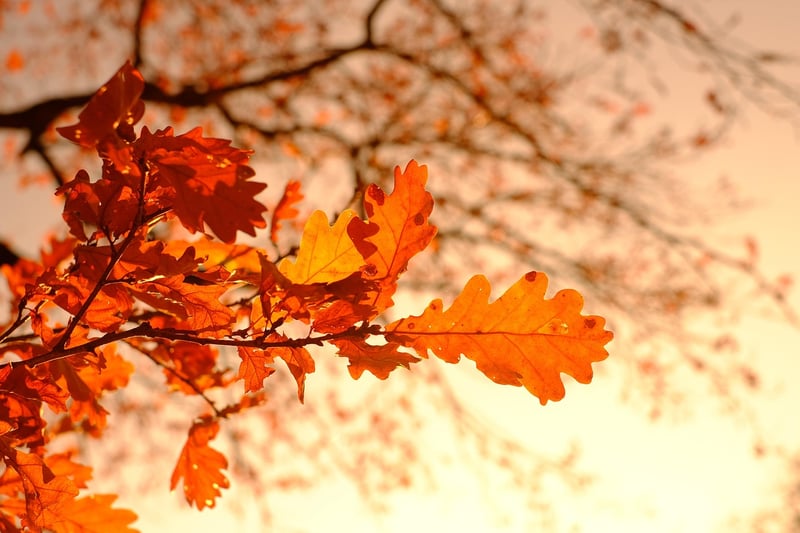 Fall Crafts