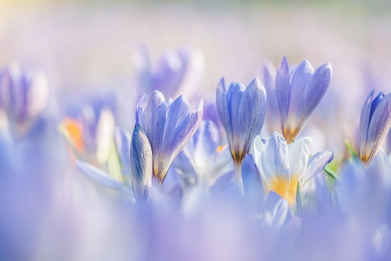 Spring season